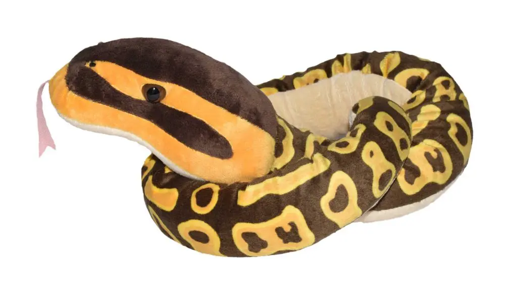 Snakesss: Ball Python - Fife Zoo Shop